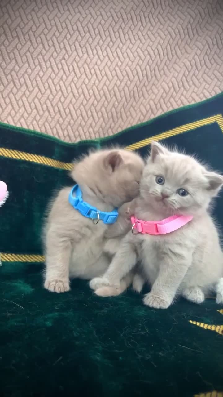 British Shorthair cats for sale: Pure breed british shorthair kittens - Video 3