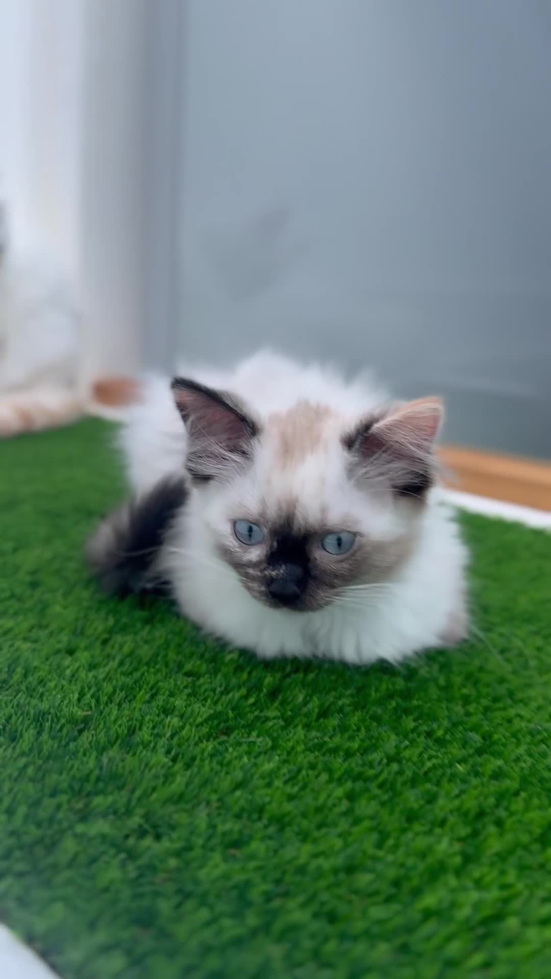 Ragdoll cats for sale: 4 FLAME POINT RAGDOLL KITTENS- 2 ALREADY SOLD!!!! - Video 2