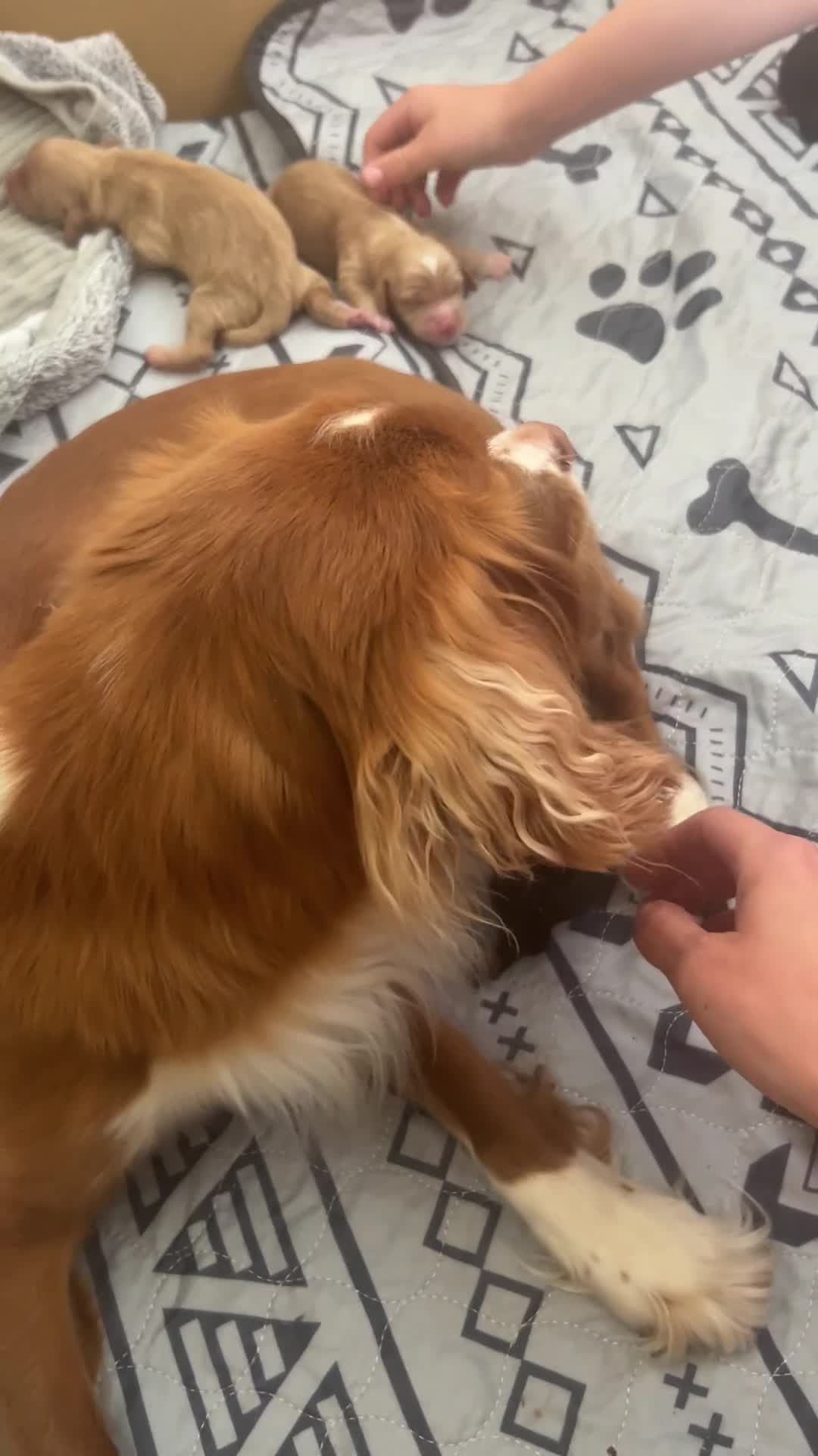 Cockapoo dogs for sale: Cockapoo puppies for sale in Hereford - Video 1