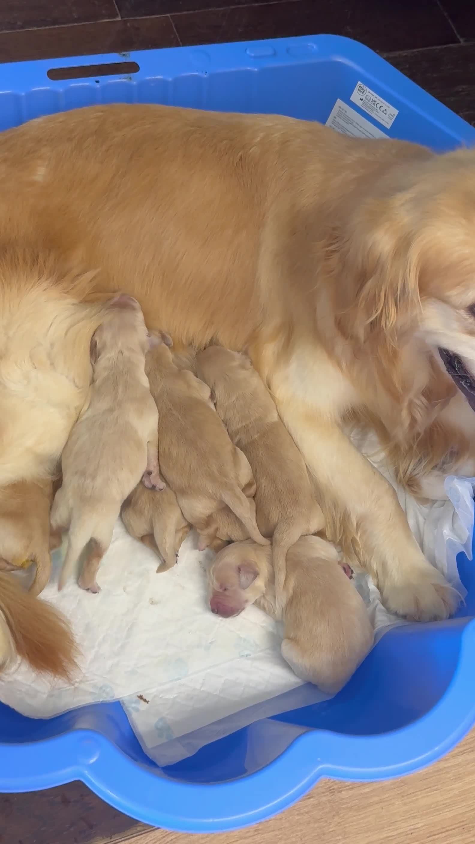 Golden Retriever dogs for sale: Chunky Golden Retriver pups with cream coats - Video 2