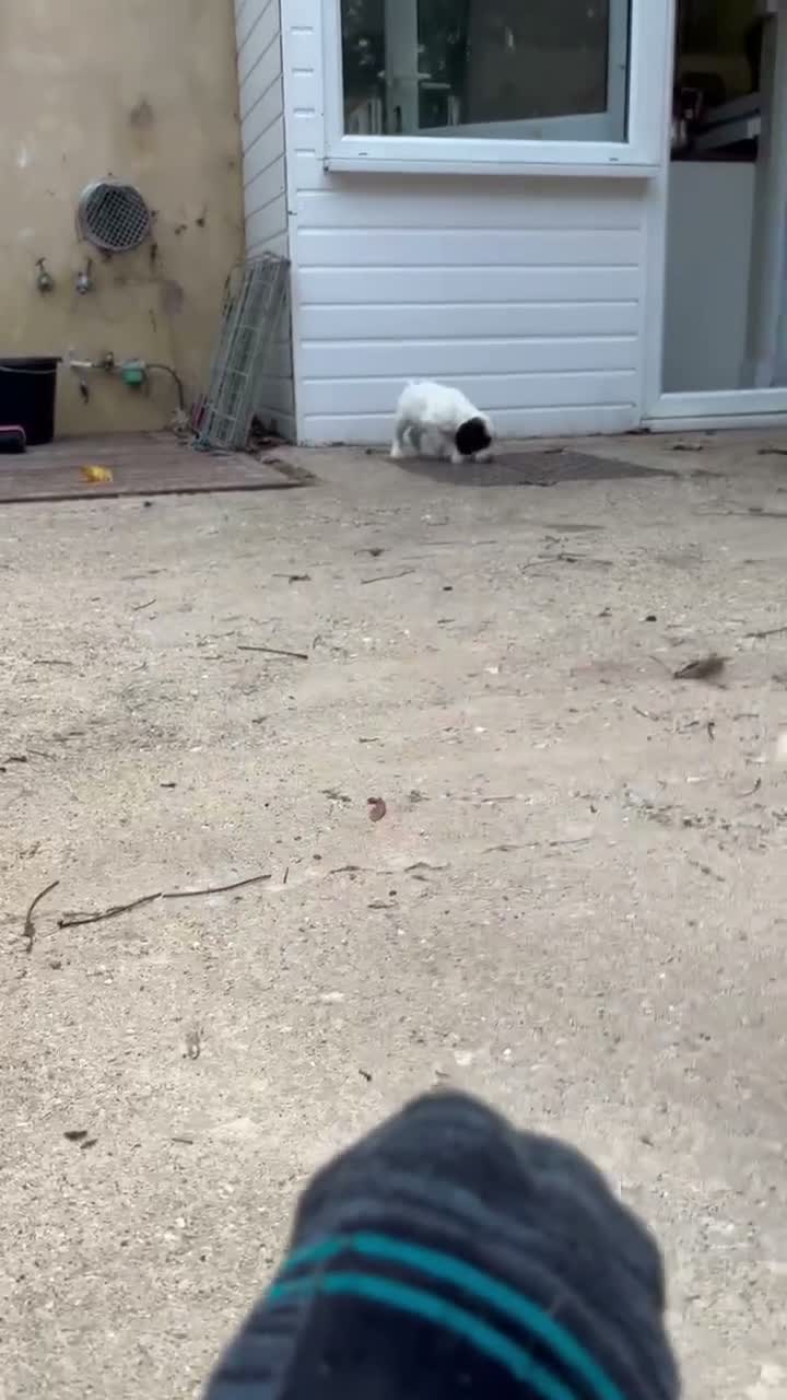 Cocker Spaniel dogs for sale: 2 working cocker spaniel pups  in Oakham - Video 1
