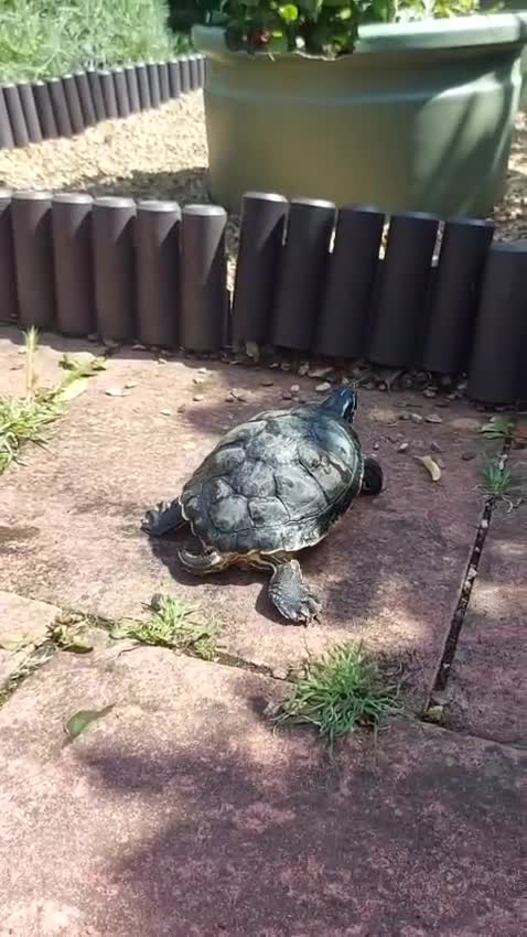 Turtle reptiles for sale: George the Turtle )  in Kingston upon Thames - Video 1