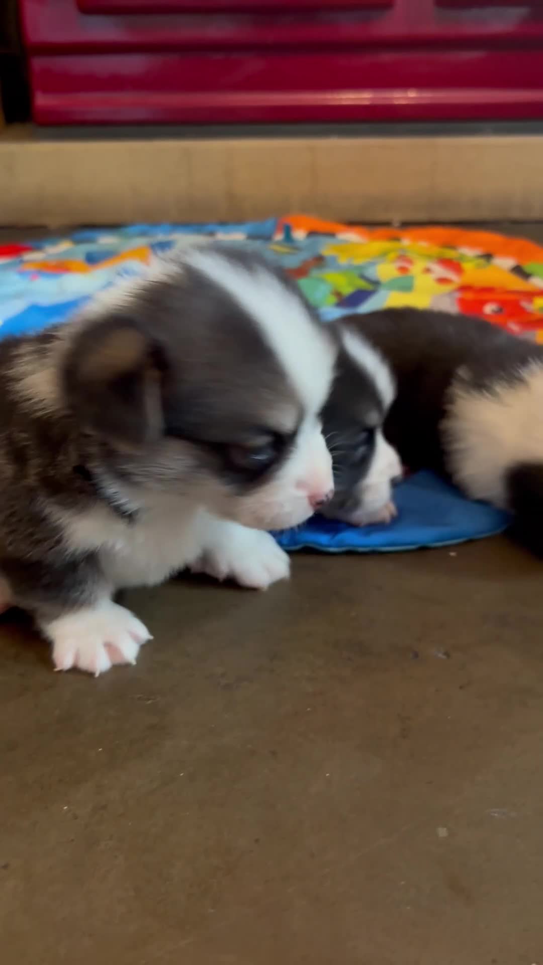 Welsh Corgi Pembroke dogs for sale: Pedigree, health tested parents, licensed breeder - Video 1