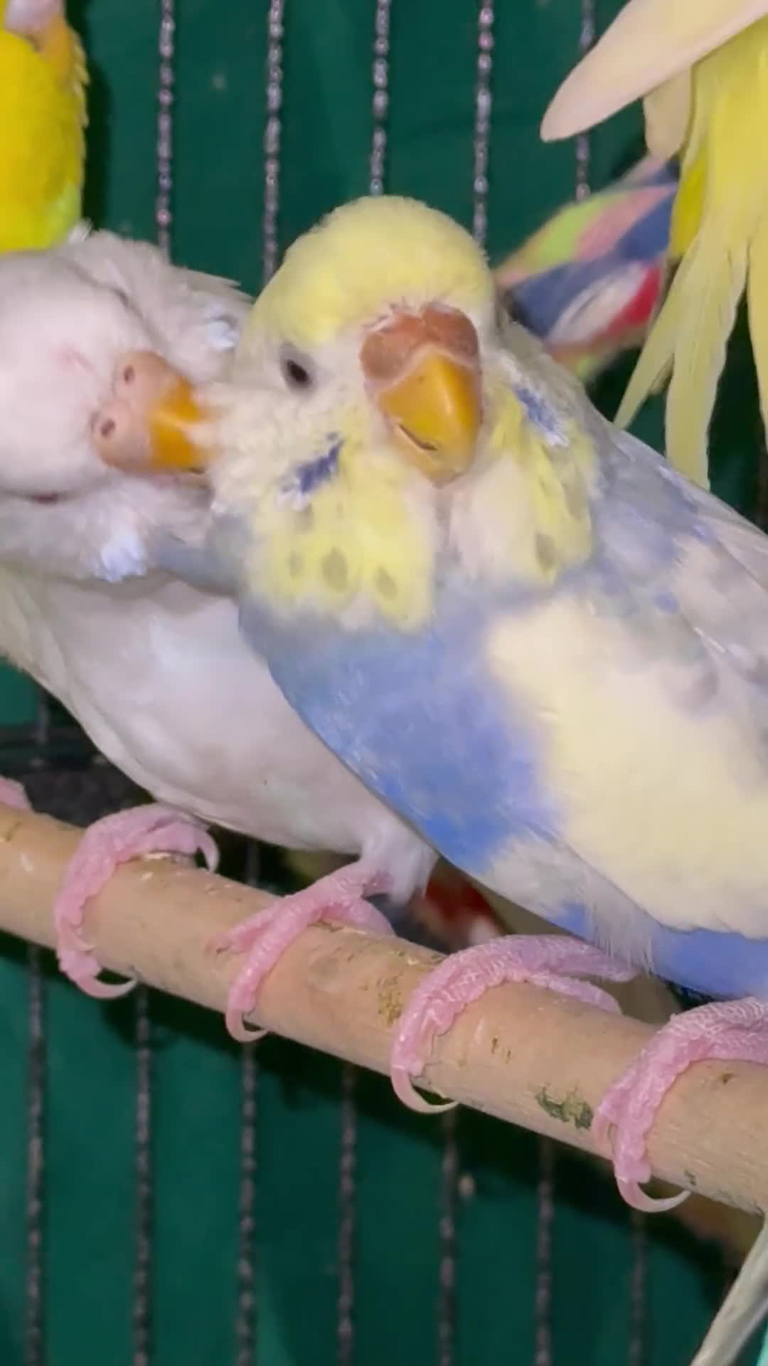 Budgerigars birds for sale: Sold Young Bonded  —  rainbow 🌈 & white albino  - Video 2