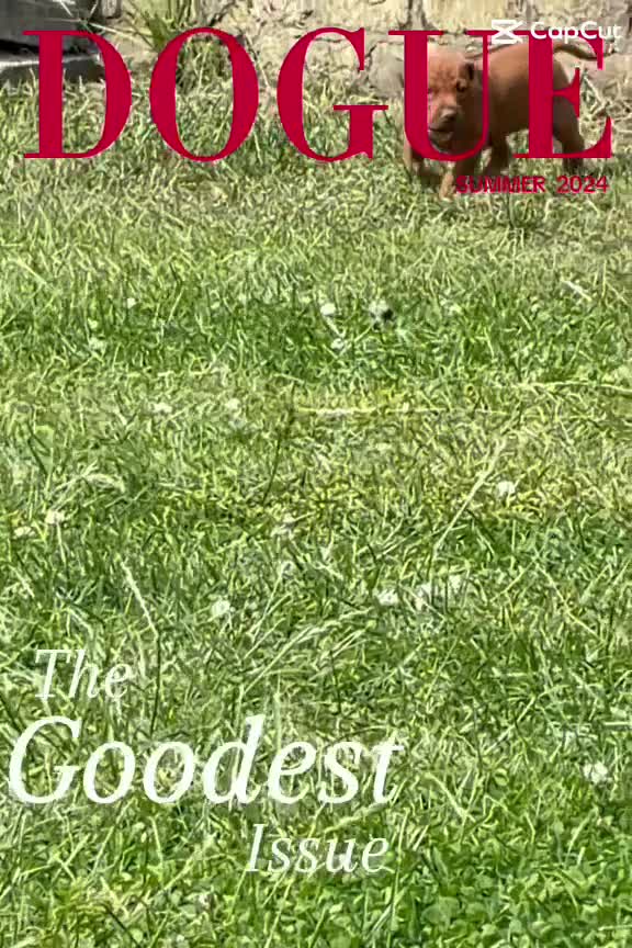 Rhodesian Ridgeback dogs for sale: Rhodesian Ridgeback Puppies EU Pedigree - Video 2