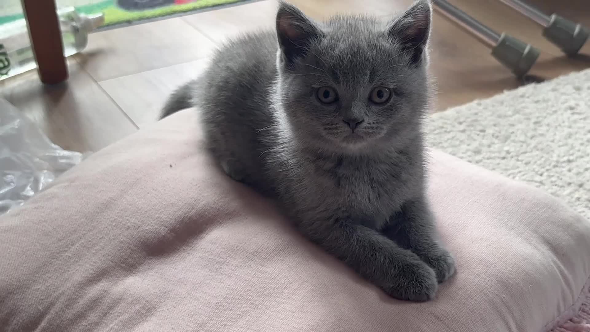 British Shorthair cats for sale: British Short Hair One Beautiful Female Available - Video 3