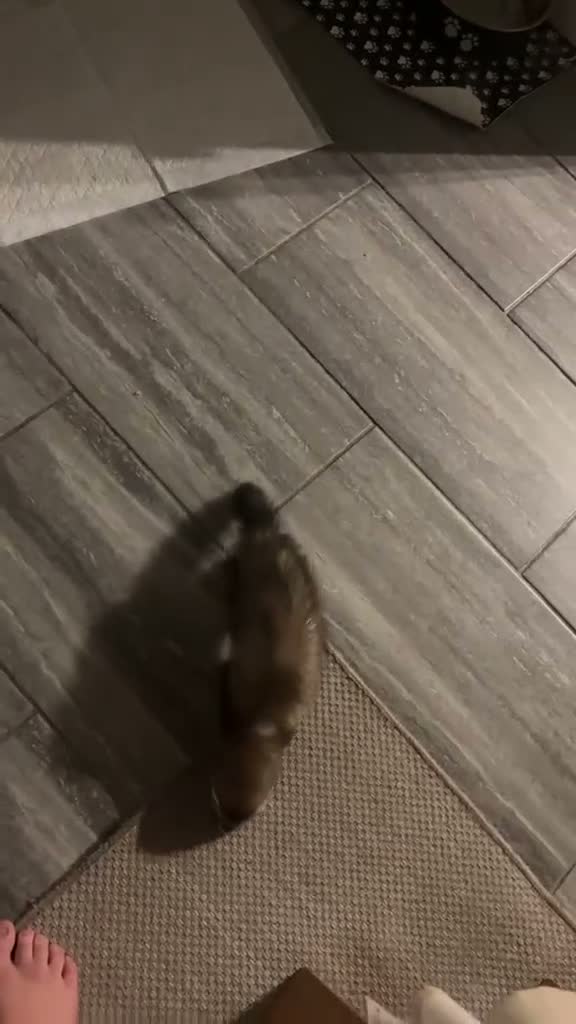 Ferret rodents for sale: 2 male ferrets + set up in Stevenage - Video 1