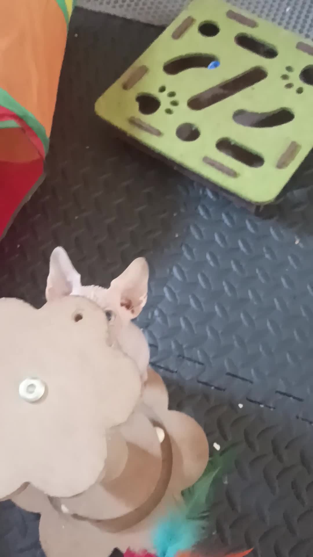 Sphynx cats for sale: STUNNING RED/SILVER SPHYNX BOY KITTEN  - Video 1
