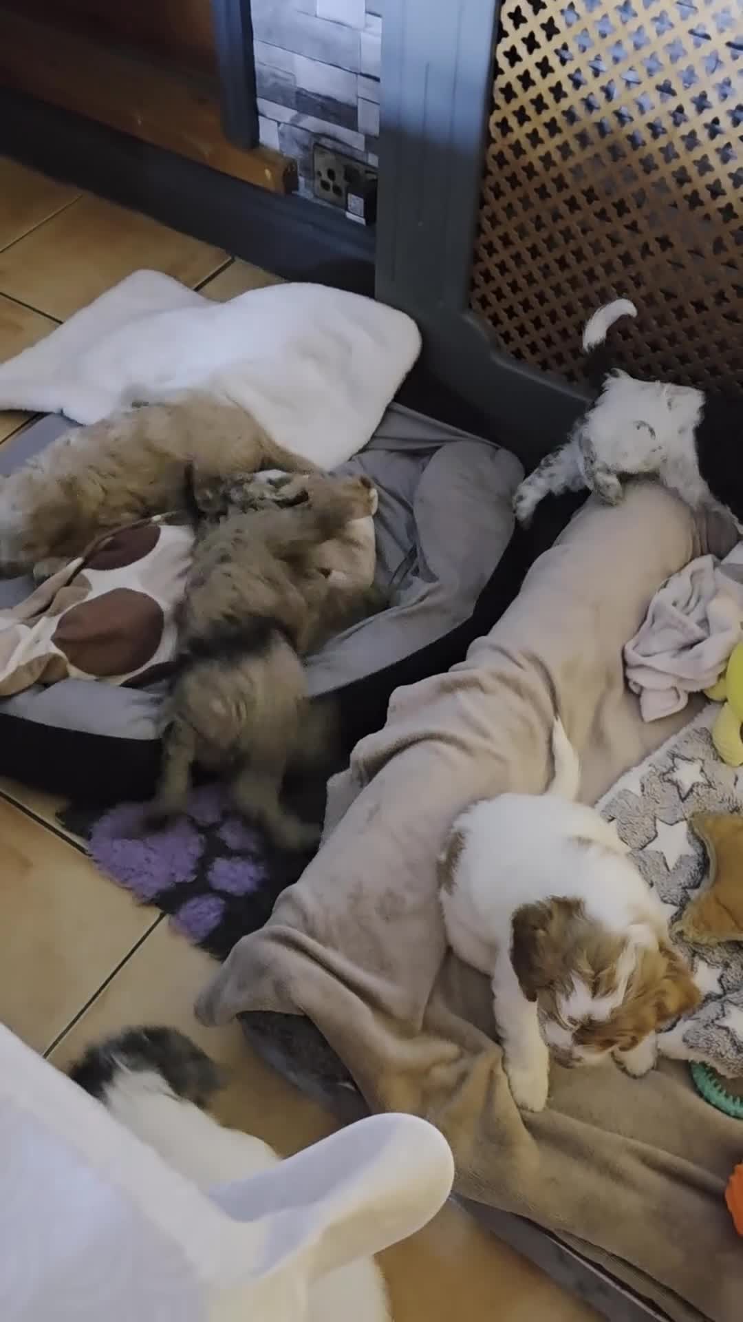 Cockapoo dogs for sale: Now Ready Gorgeous and Cheeky Cockapoo Puppies - Video 2