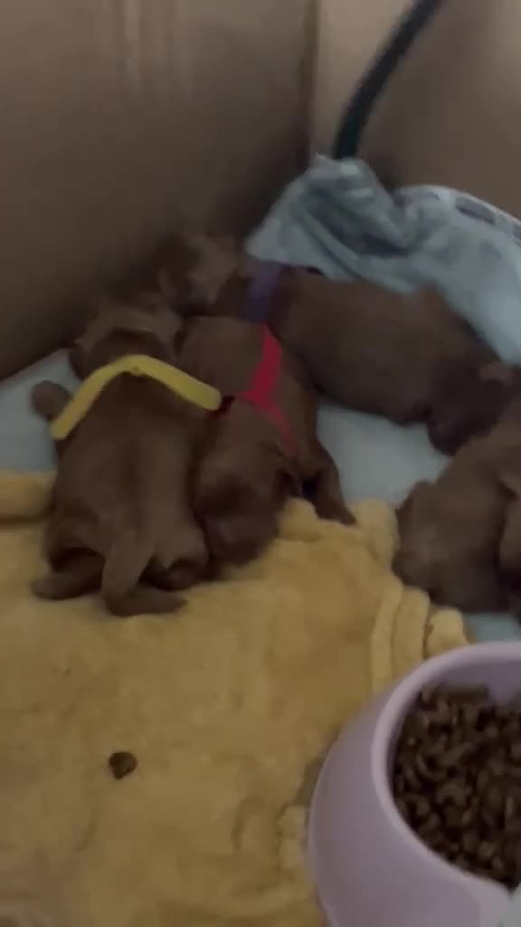 Cockapoo dogs for sale: F1B miniature cockapoo puppies. 10 days old - Video 1