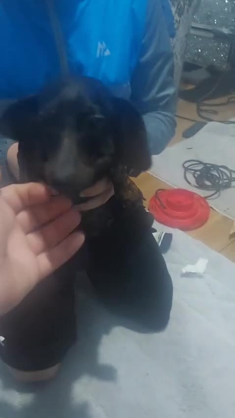 Miniature Dachshund dogs for sale: Miniature daschund  - Video 1
