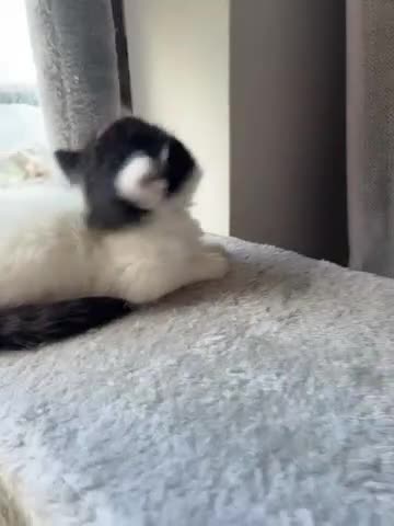 Ragdoll cats for sale: Ragdoll cross Two Female adorable kittens  - Video 2