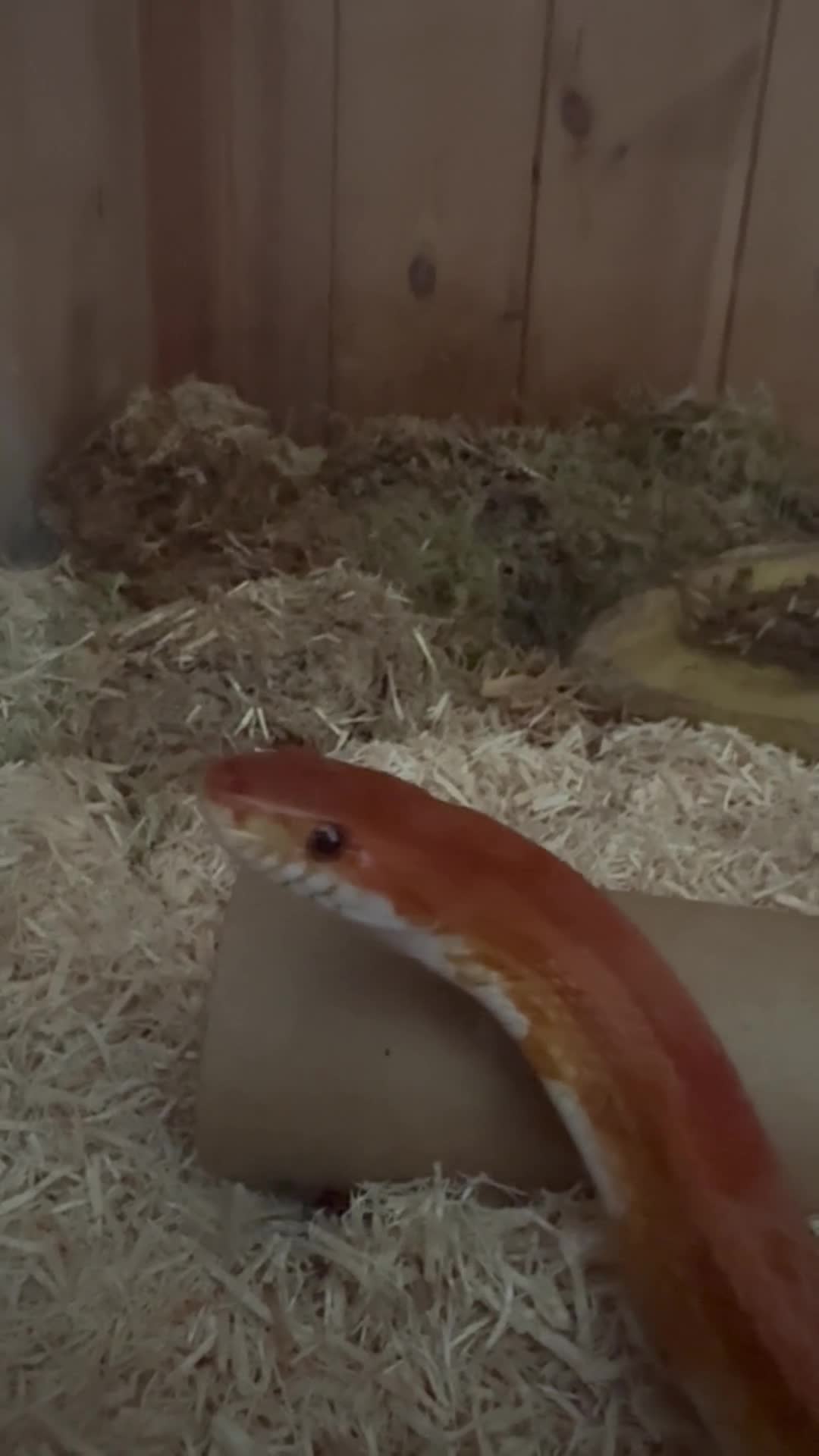 Corn Snake reptiles for sale: Cornsnake and large homemade viv in Harwich - Video 1