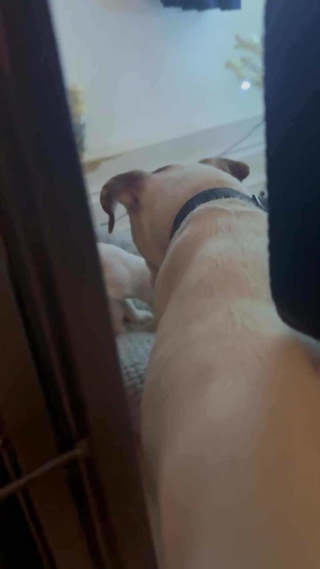 Parson Russell dogs for sale: Parson Jack russel pup for sale  - Video 1