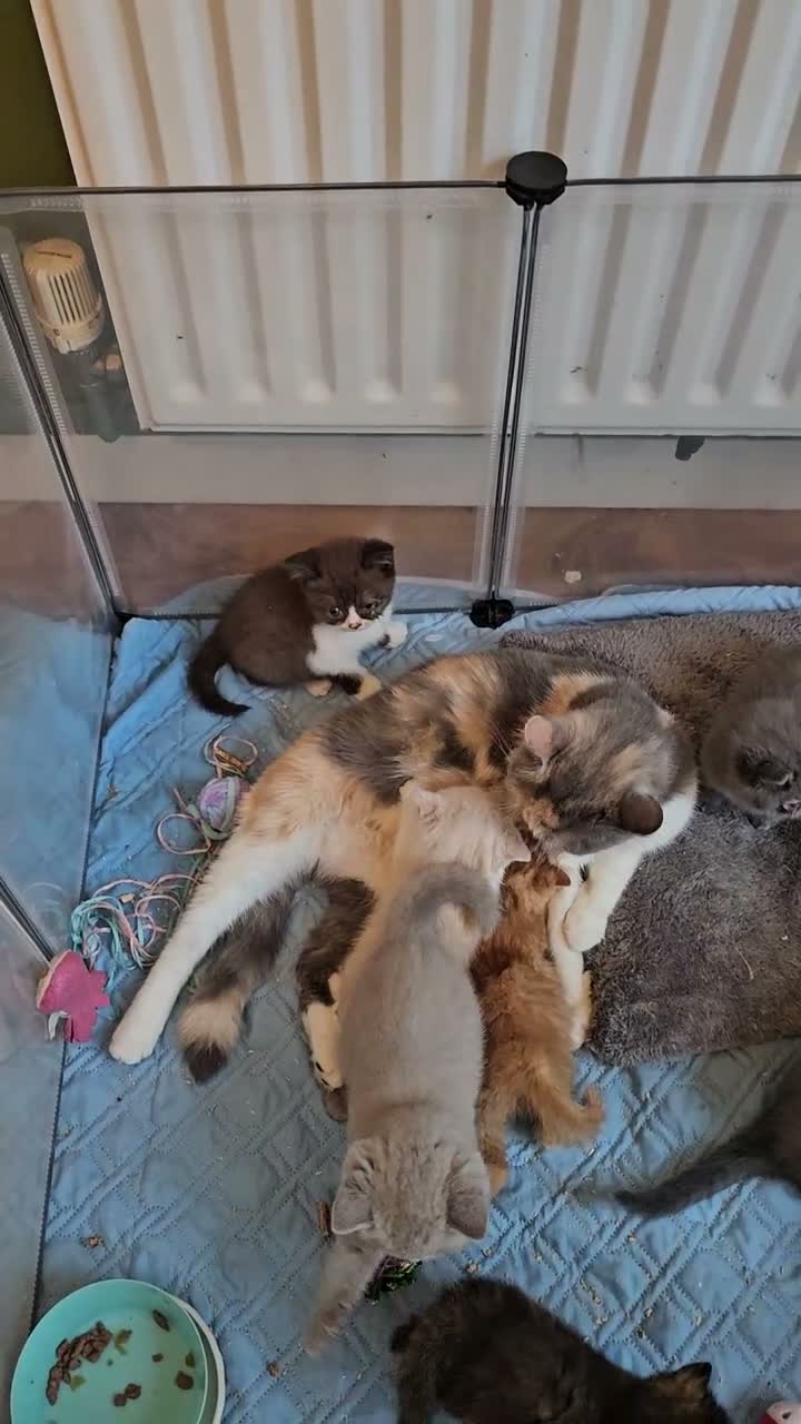 British Shorthair cats for sale: GCCF ready to leave British Shorthair - Video 3