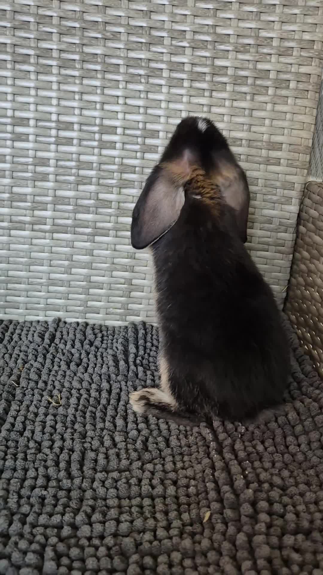 Mini Lop rabbits for sale: Mini Lop Baby Bunnies  - Video 3