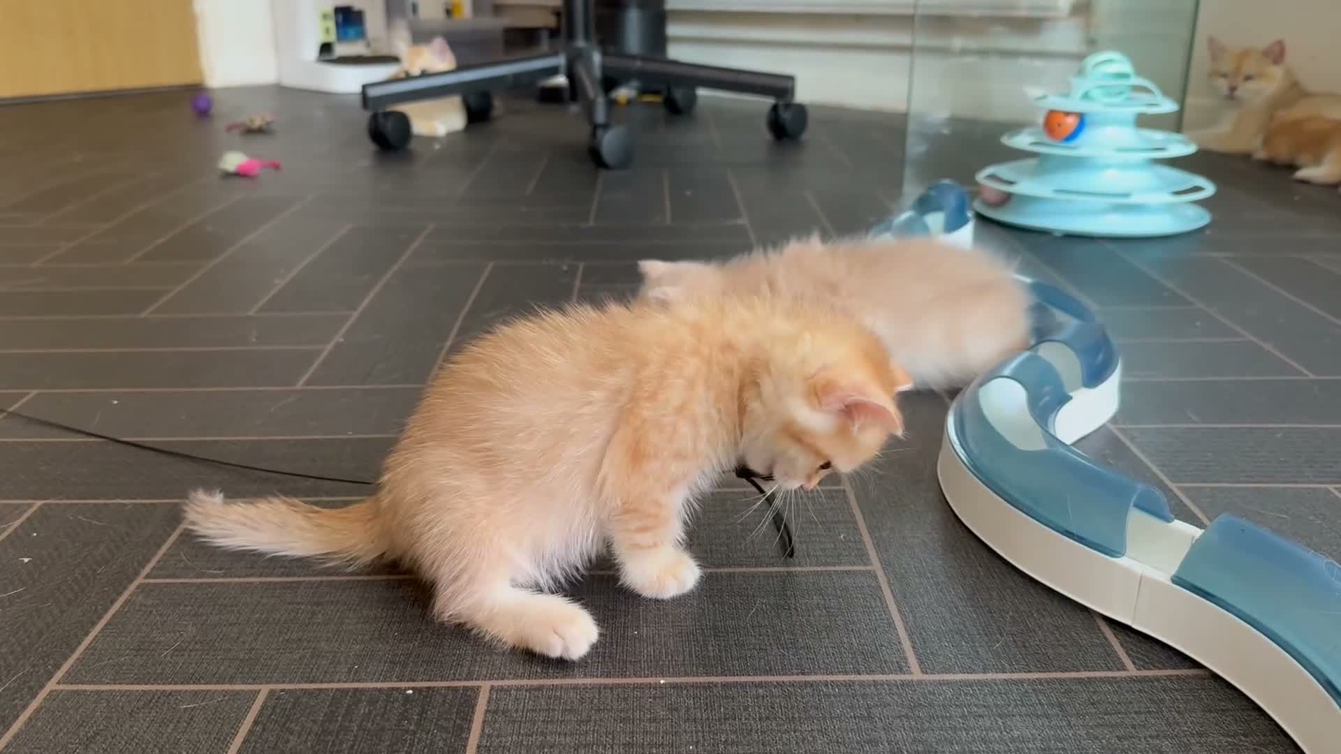 British Shorthair cats for sale: GCCF reg BSH Lilac, Blue, Chocolate Golden Kittens - Video 1