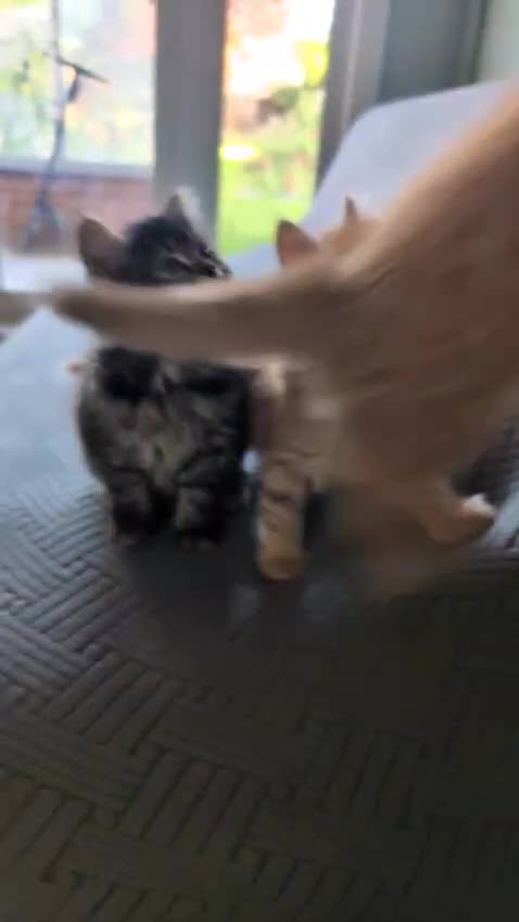 British Shorthair cats for sale: 4 Beautiful loving adorable kittens  - Video 4