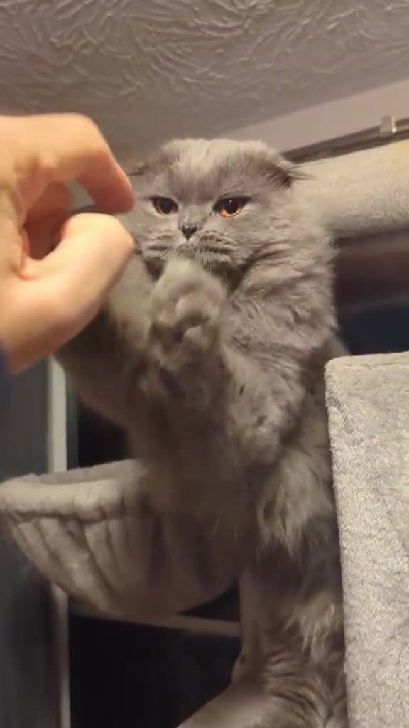 Scottish Fold cats for sale: Long Hair Scottish Fold Male Very affectionate  - Video 1