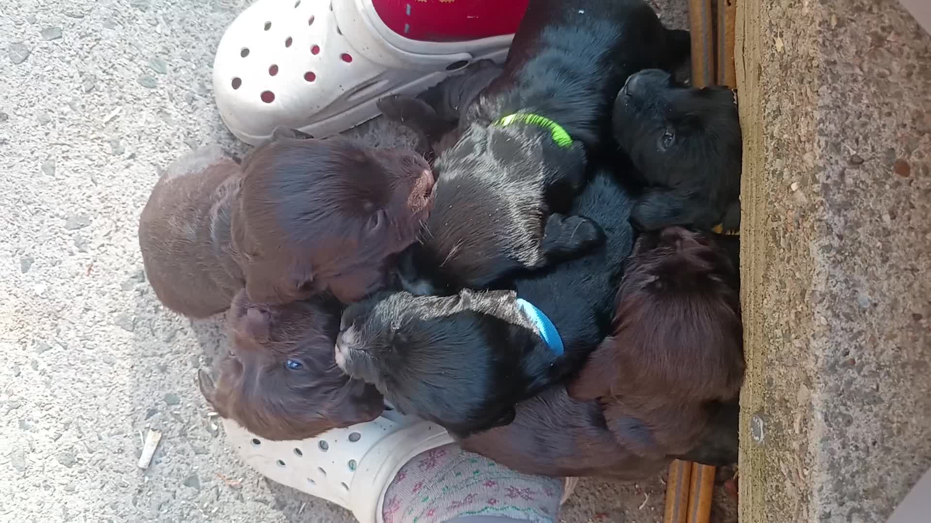 Cocker Spaniel dogs for sale: 6 STUNNING KC REGISTERED COCKER SPANIEL PUPPIES  - Video 1