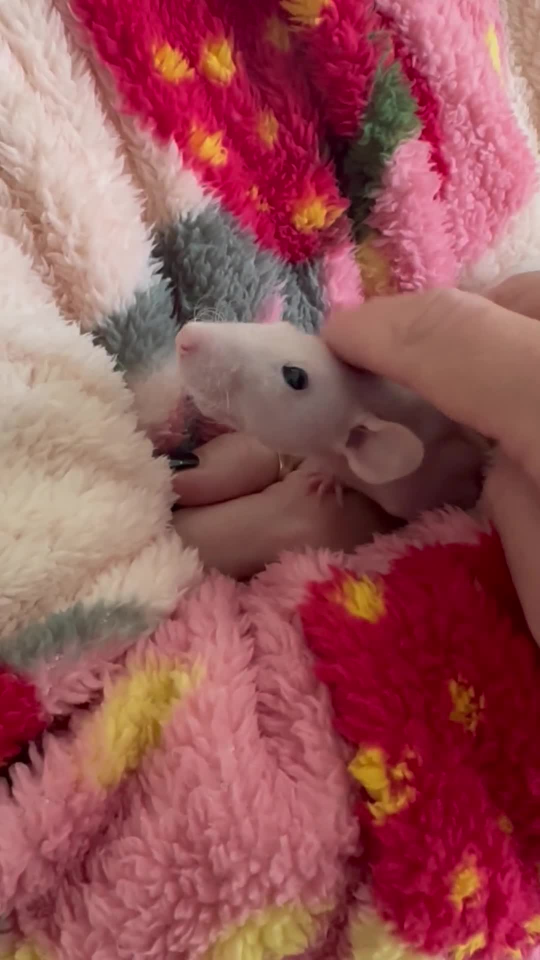Rat rodents for sale: Pair of Dumbo Rex hairless male Rats - Video 2