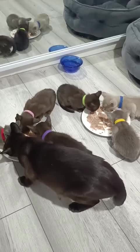 Burmese cats for sale: Lovely Burmese kitten's - Video 2