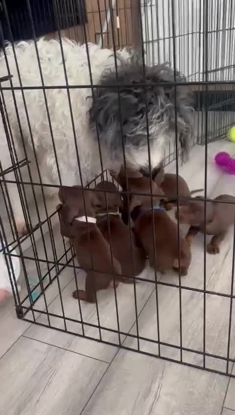 Miniature Dachshund dogs for sale: Miniature dachshund puppies  - Video 4