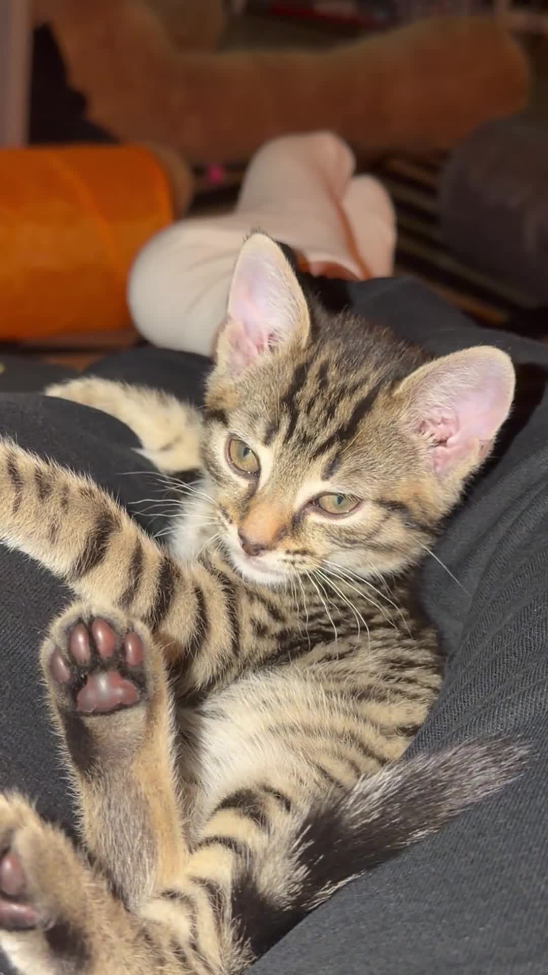 Mixed Breed cats for sale: Female Tabby Kitten - Video 1