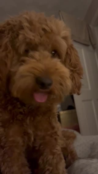 Cockapoo dogs for stud: PROVEN STUD - Red/Apricot F1B cockapoo in Dunstable - Video 4