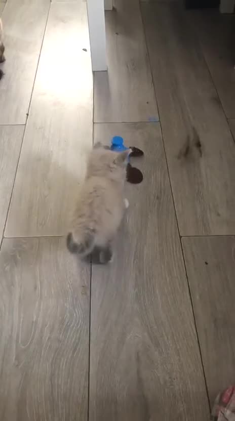 Ragdoll cats for sale: I've got some adorable Ragdoll kittens 😻🥰🐾 - Video 1