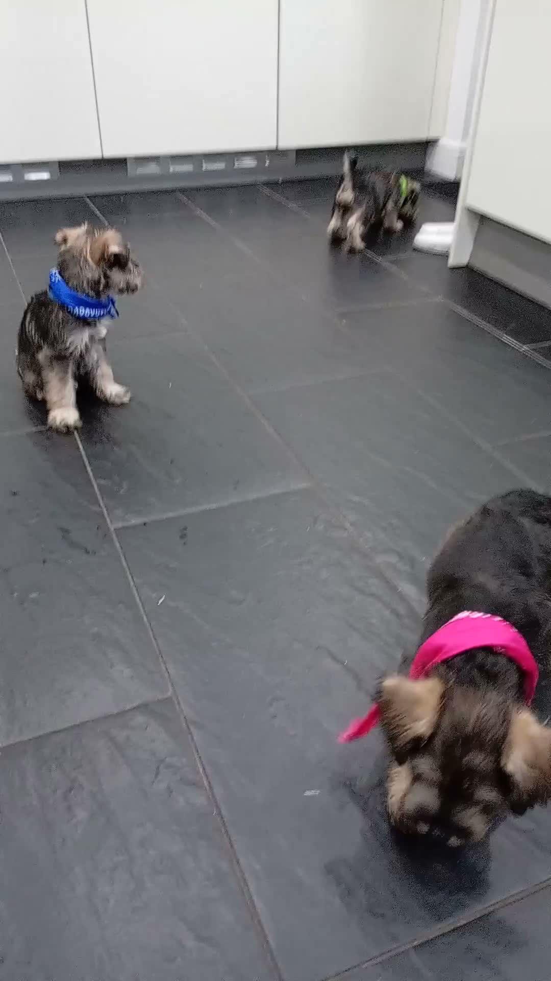 Miniature Schnauzer dogs for sale: Poppy mini schnauzer for sale in Burton-on-Trent - Video 2