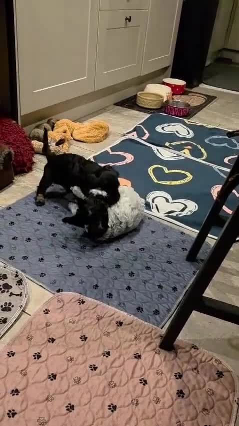 Cockapoo dogs for sale: Blue Roan F2 Female Cockapoo  - Video 5