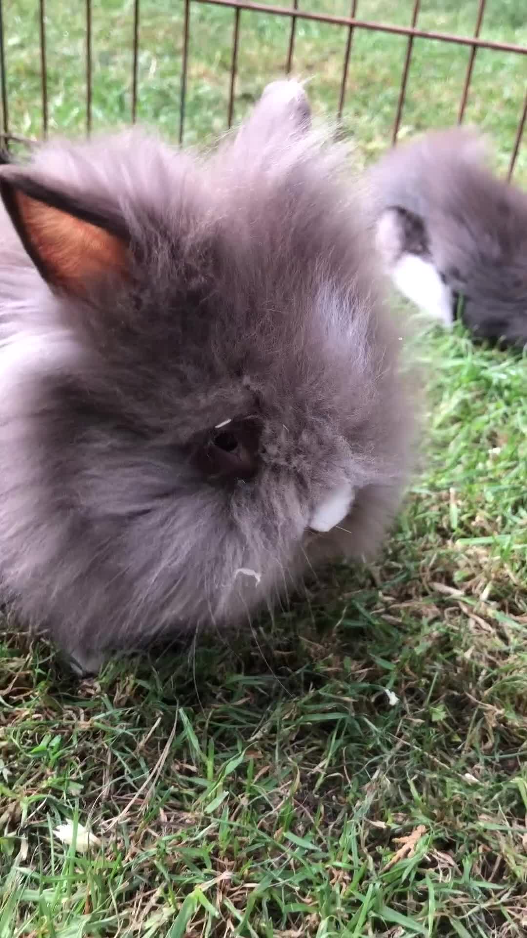 Lionhead rabbits for sale: Lion head Rabbits for sale - Video 2