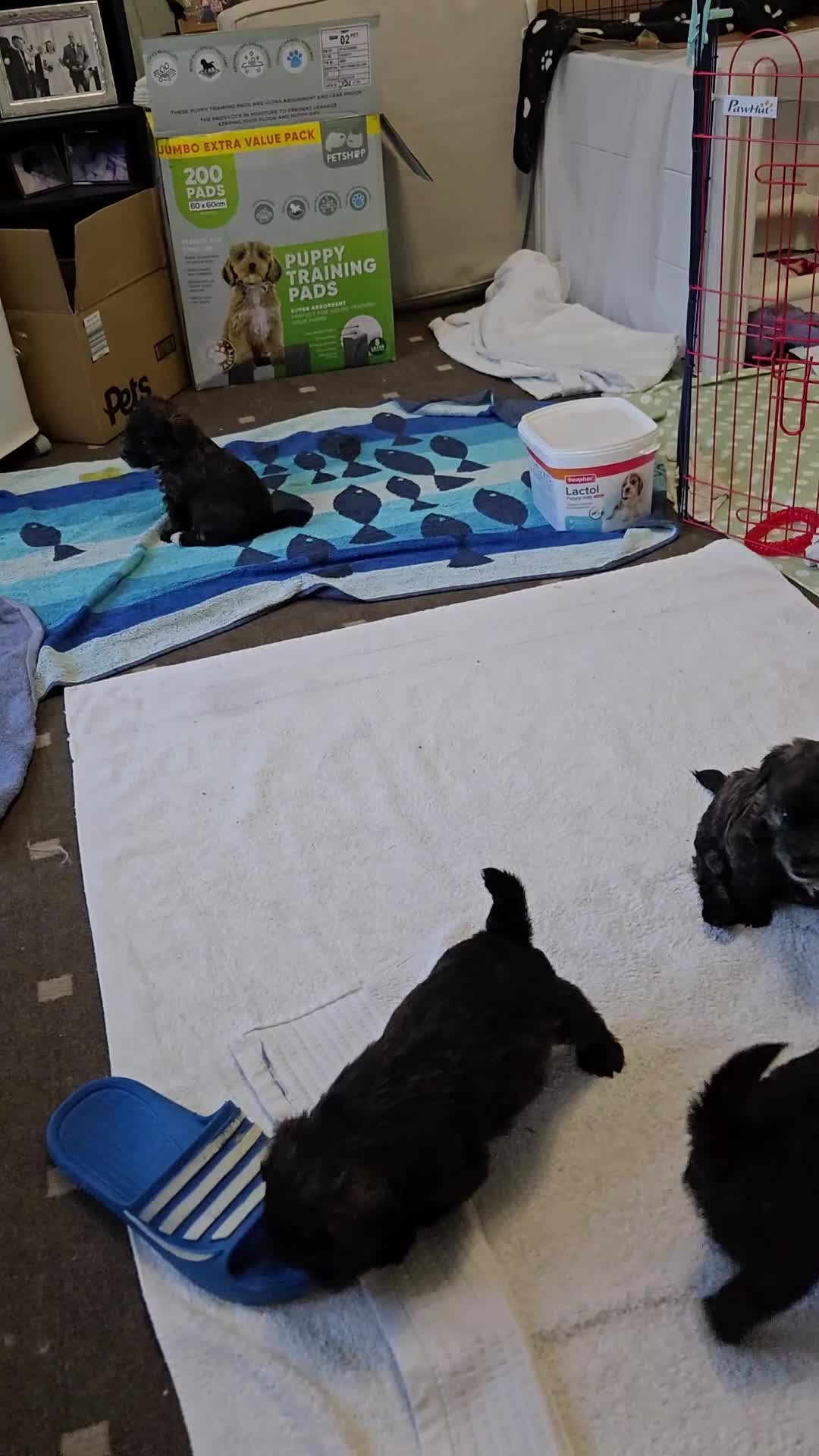 Mixed Breed dogs for sale: F1 Westipoos  - Video 1