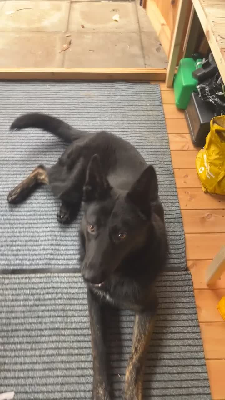 Mixed Breed dogs for sale: Presa canario x german shephard & german shephard - Video 1