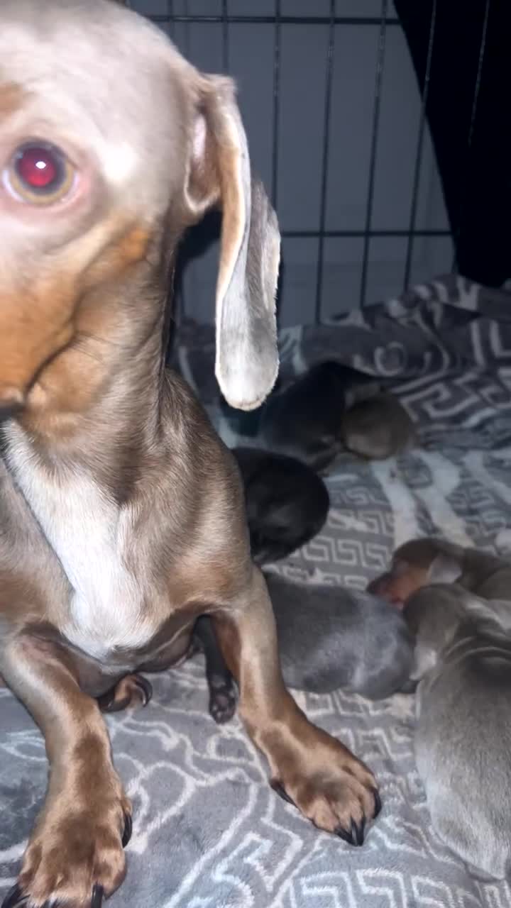 Dachshund dogs for sale: mini dachshunds 🐶 💚 - Video 1