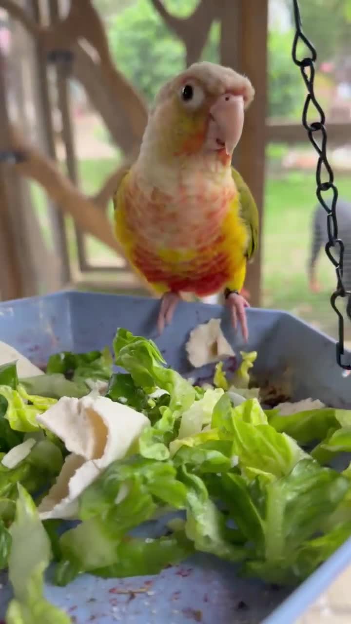 Conures birds for sale: Tame pineapple conure  - Video 1