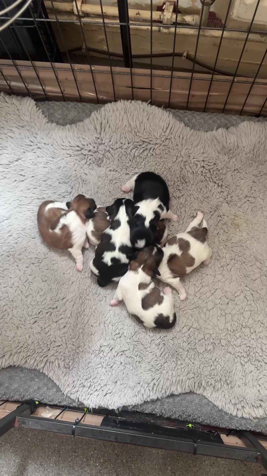 Shih Tzu dogs for sale: Beautiful puppy’s  - Video 1