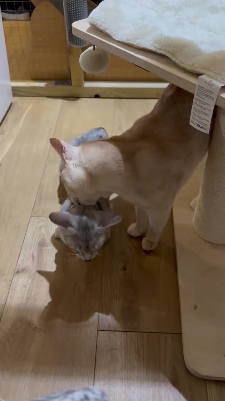Abyssinian cats for stud: Champion lines Aby Red-Silver boy for stud in Romford - Video 5