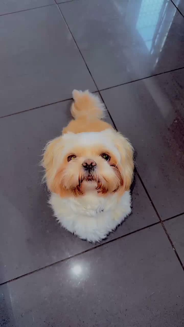 Shih Tzu dogs for stud: Beautiful Male Shih Tzu Available for Stud - Video 1