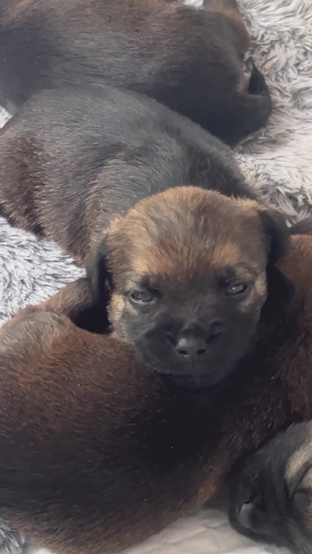 Border Terrier dogs for sale: Beautiful slem clear border terrier puppies  - Video 2