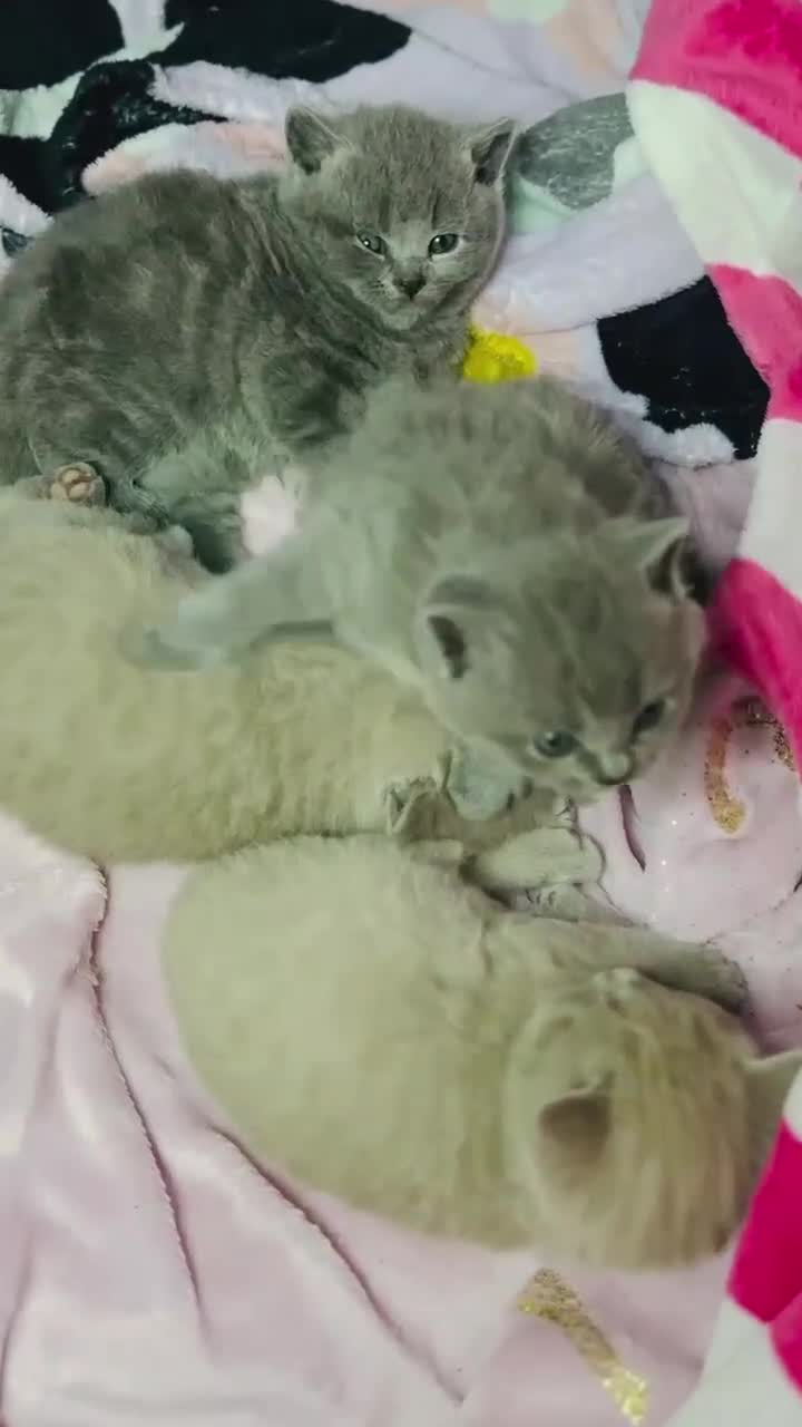 British Shorthair cats for sale: Last 3 Pedigree GCCF Reg Kittens, Ready Now in Gillingham - Video 1