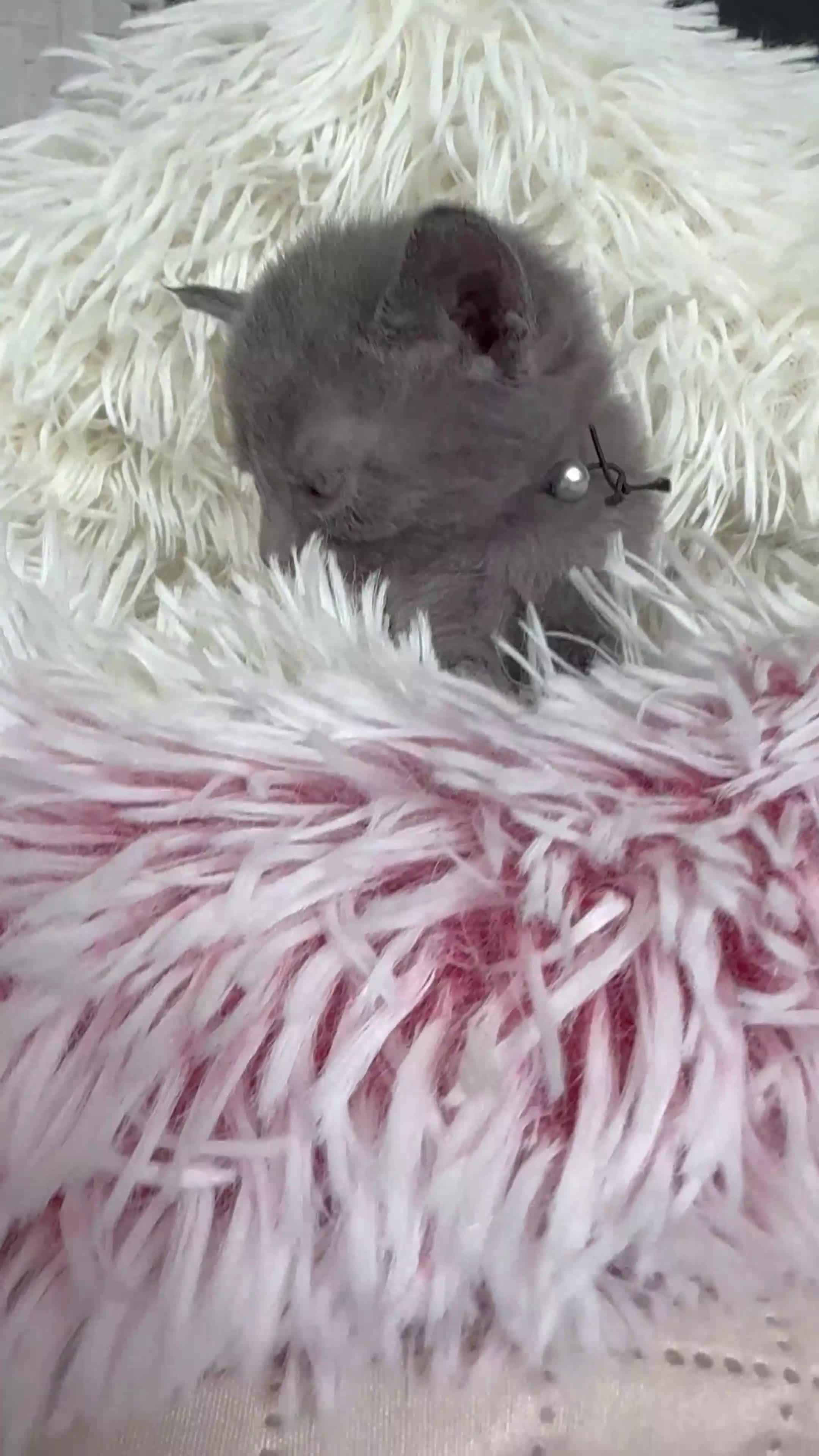 Sphynx cats for sale: Such a handsome Black Boy available NOW! - Video 1