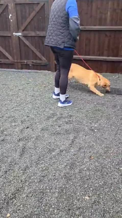 Labrador Retriever dogs for sale: 1 year old Labrador  ,  **  xx - Video 1