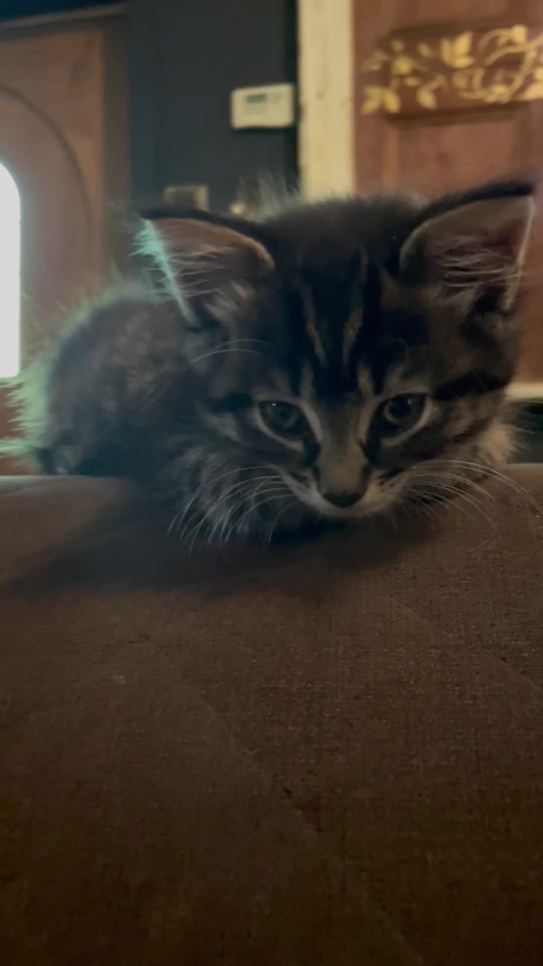 Mixed Breed cats for sale: Mixed long hair female and two males  - Video 2