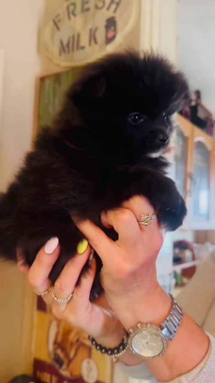 Pomeranian dogs for sale: Perfect poms - Video 2
