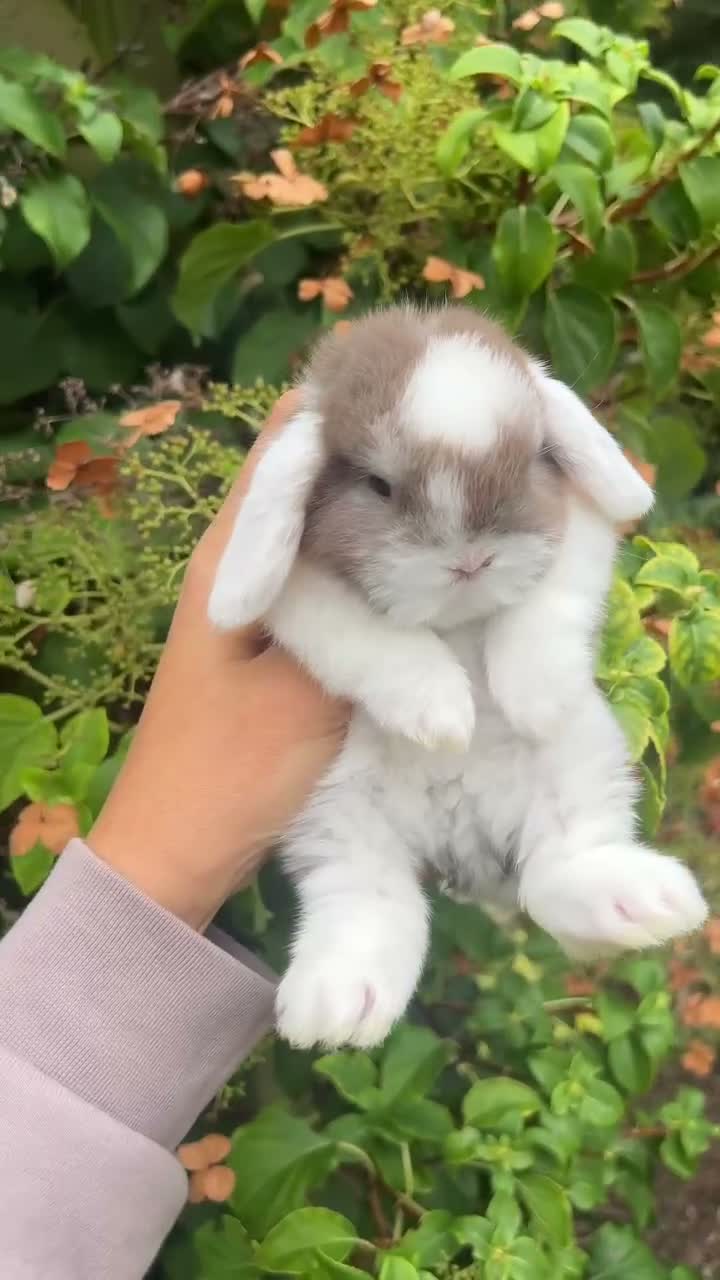 Mini Lop rabbits for sale: Mini Lop Baby’s  - Video 1