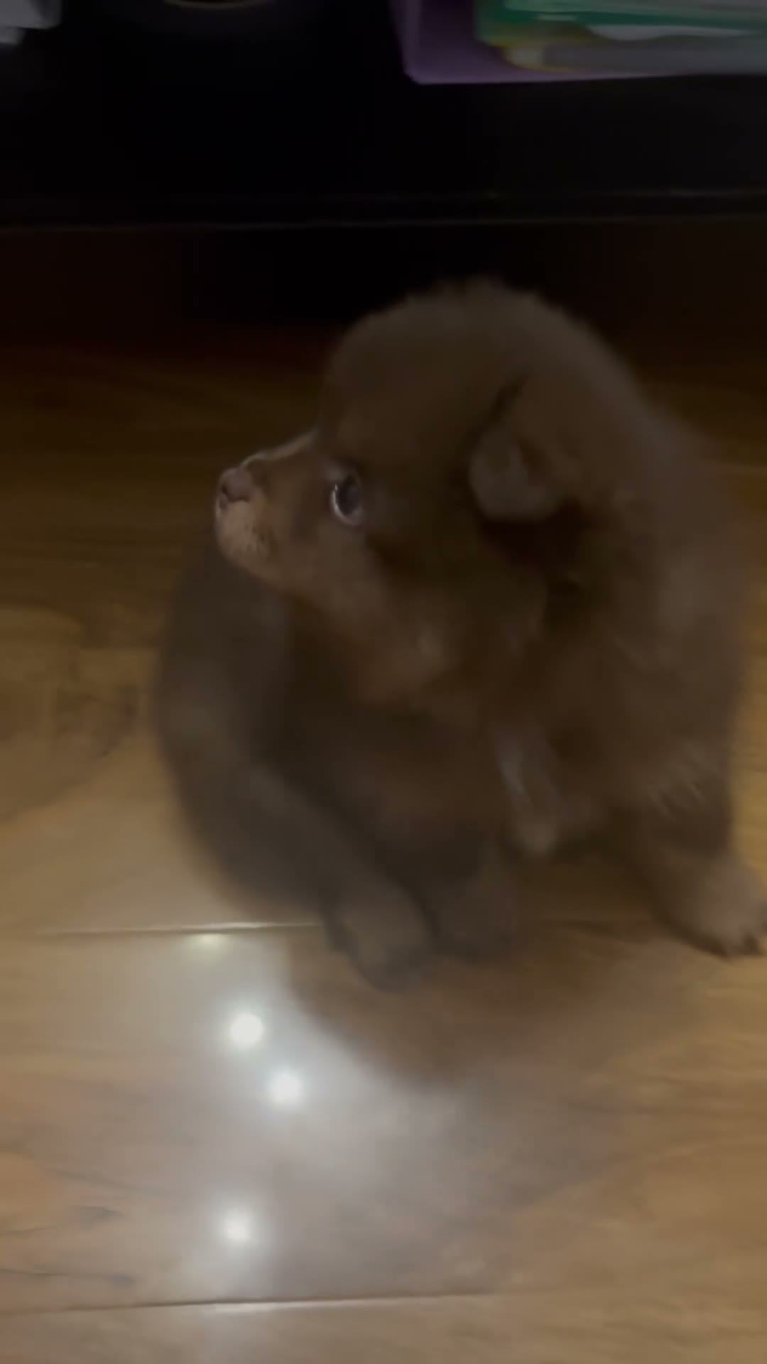 Pomeranian dogs for sale: X2 boy Pomeranians  - Video 1