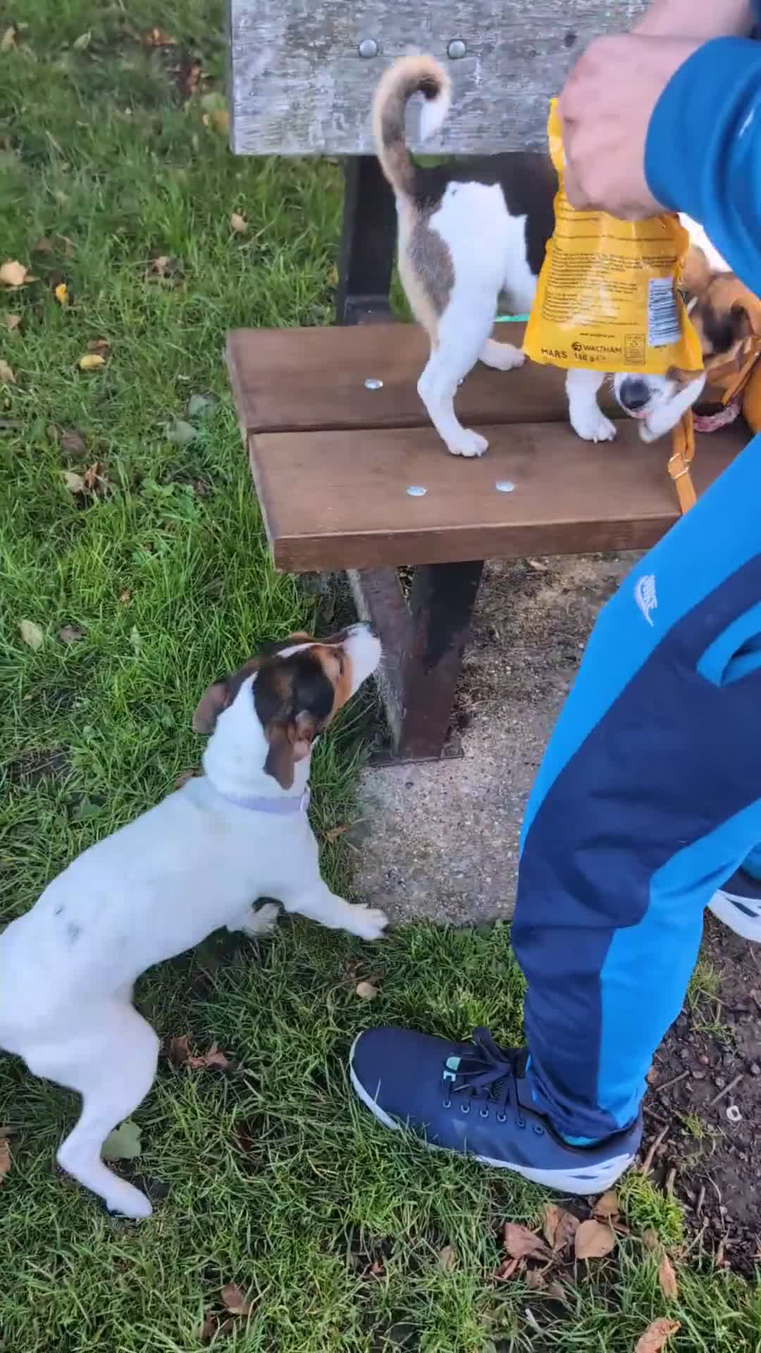 Mixed Breed dogs for sale: Beautiful 8 Month Looking for a Forever Home - Video 1