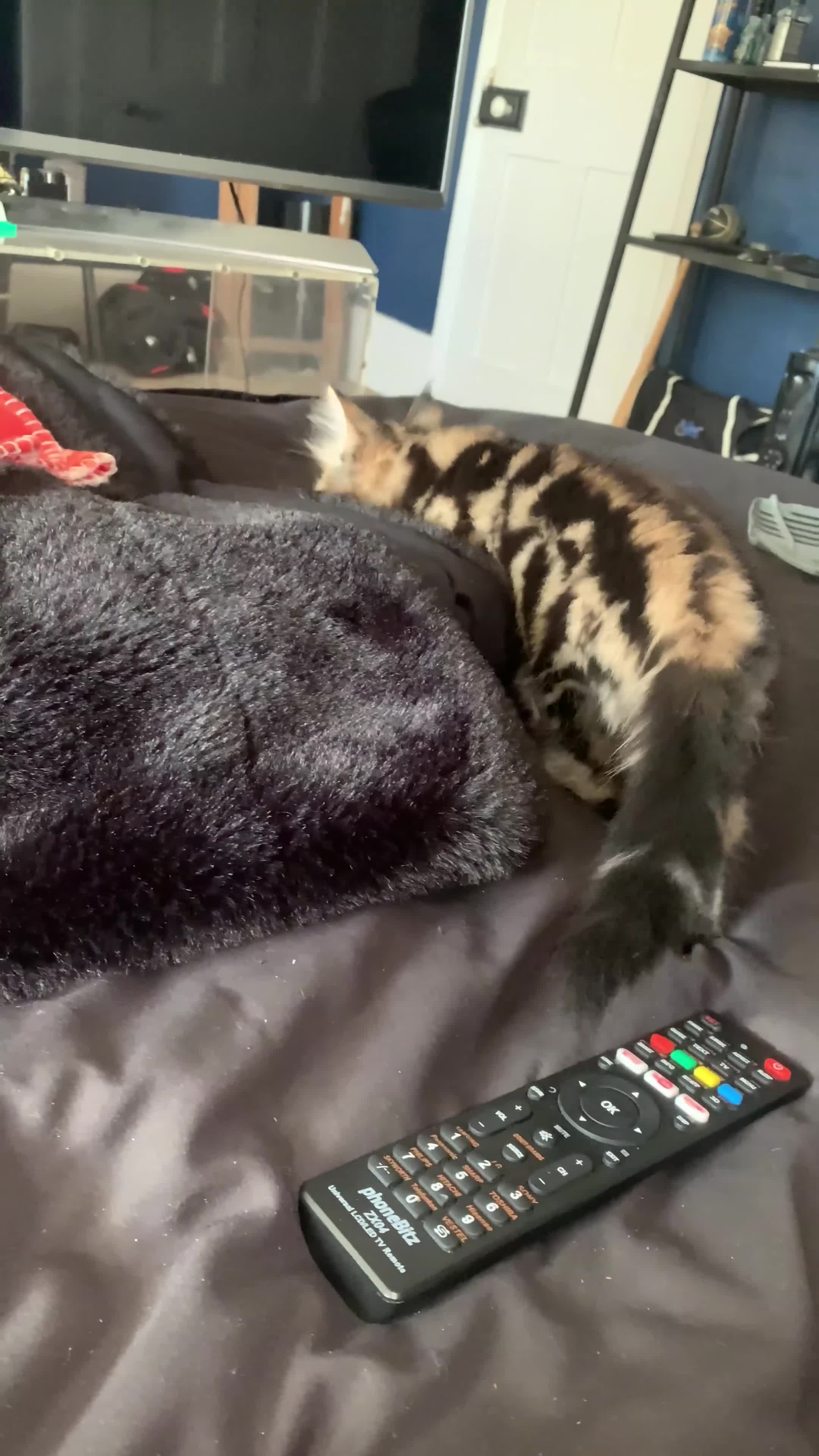 Siberian cats for sale: LONG HAIRED TABBY KITTEN MALE  - Video 2